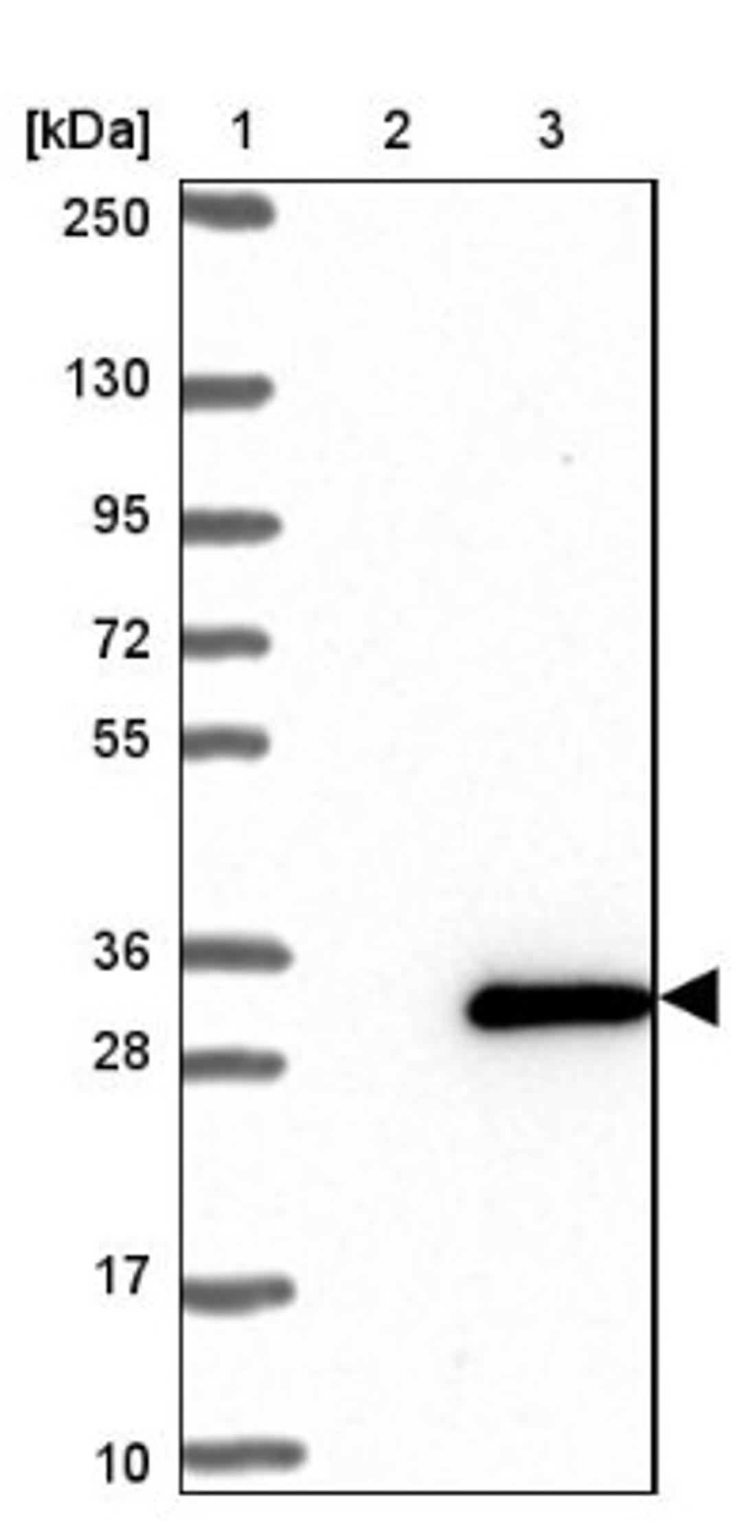 Western Blot: HMGB4 Antibody [NBP1-93780] - Lane 1: Marker [kDa] 250, 130, 95, 72, 55, 36, 28, 17, 10<br/>Lane 2: Negative control (vector only transfected HEK293T lysate)<br/>Lane 3: Over-expression lysate (Co-expressed with a C-terminal myc-DDK tag (~3.1 kDa) in mammalian HEK293T cells, LY407944)