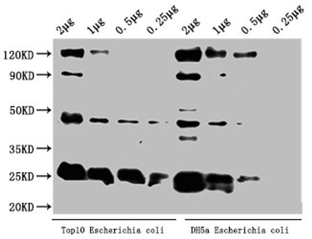Western Blot. Positive WB detected in: Top10 Escherichia coli lysate, DH5α Escherichia coli lysate. All lanes: alaA antibody at 1:2000. Secondary. Goat polyclonal to rabbit IgG at 1/50000 dilution. Predicted band size: 46 kDa. Observed band size: 46 kDa