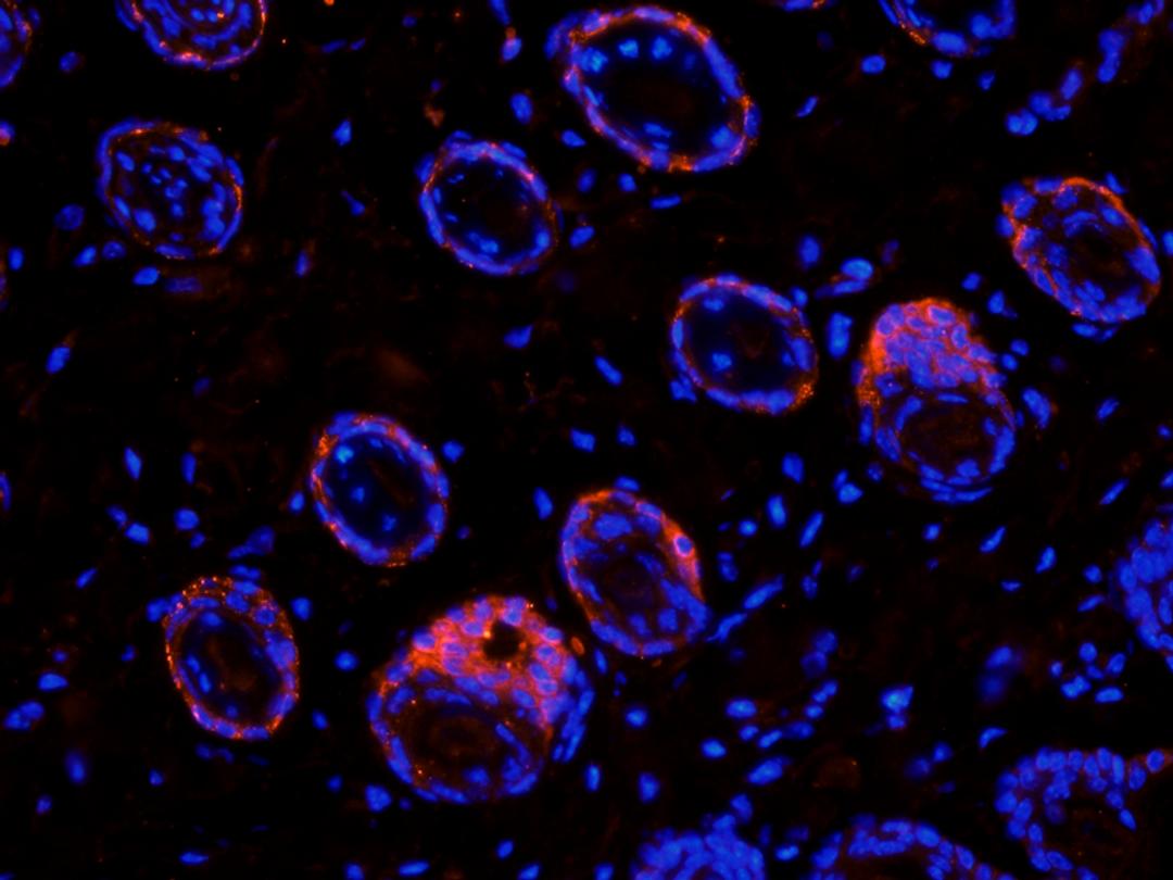 IF image of mouse skin tissue using anti-MCP3 (2.5 ug/ml)