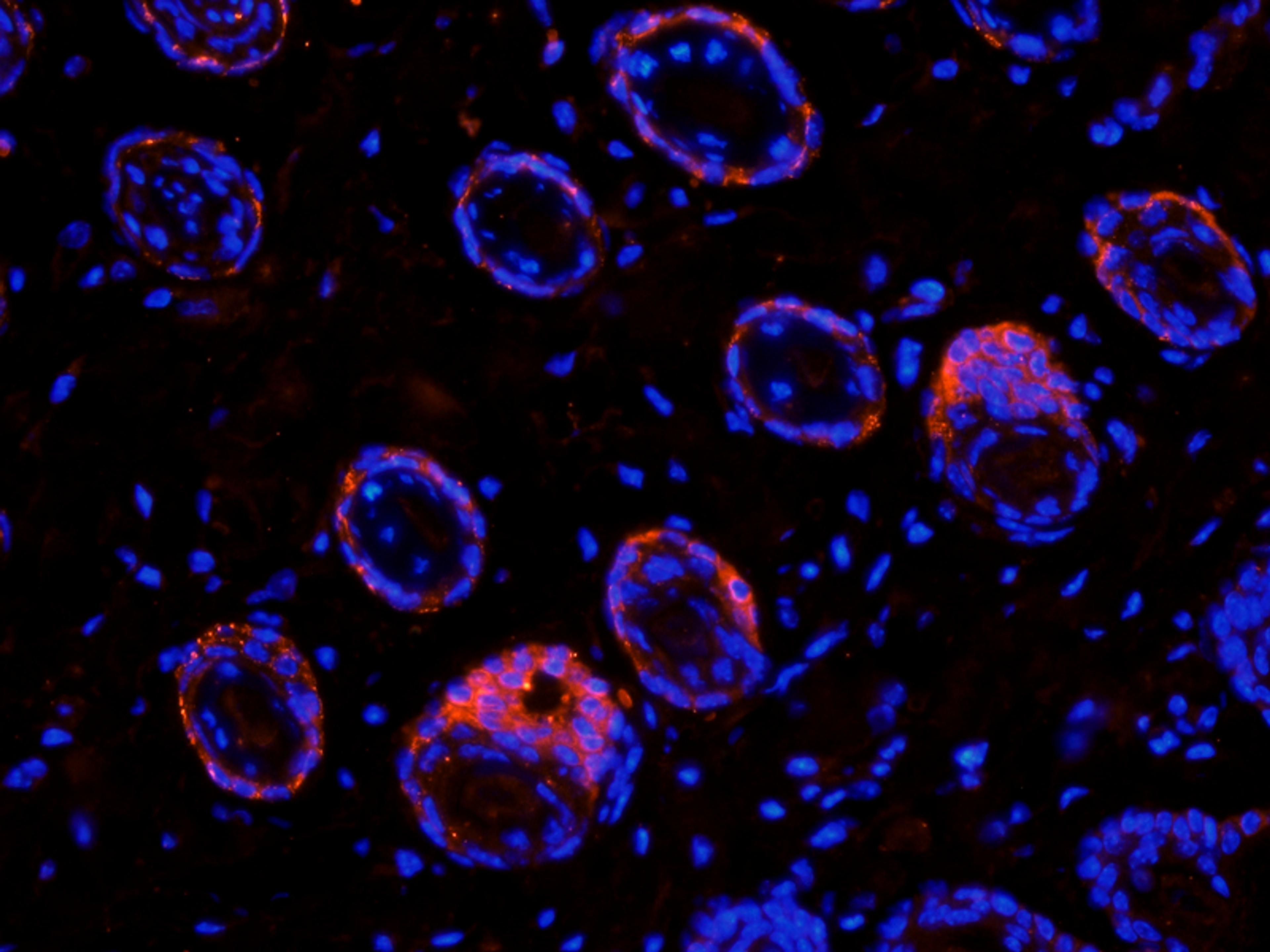 IF image of mouse skin tissue using anti-MCP3 (2.5 ug/ml)