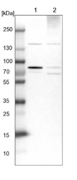 Western Blot: HBS1L Antibody [NBP1-85123] - Lane 1: NIH-3T3 cell lysate (Mouse embryonic fibroblast cells)<br/>Lane 2: NBT-II cell lysate (Rat Wistar bladder tumour cells)