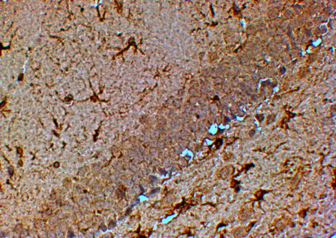 46-531 (4ug/ml) staining of paraffin embedded Mouse Hippocampus. Steamed antigen retrieval with citrate buffer pH 6, HRP-staining. Similar results were obtained after antigen retrieval at pH9.