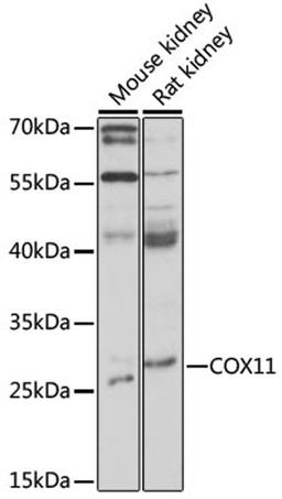 Western blot - COX11 antibody (A16290)