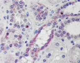 Immunohistochemistry-Paraffin: NOXO1 Antibody [NB300-950] - IHC analysis of NOXO1 in formalin-fixed, paraffin-embedded human kidneyusing this antibody at 10 ug/ml.  Steamed antigen retrieval with citrate buffer pH 6, AP-staining.