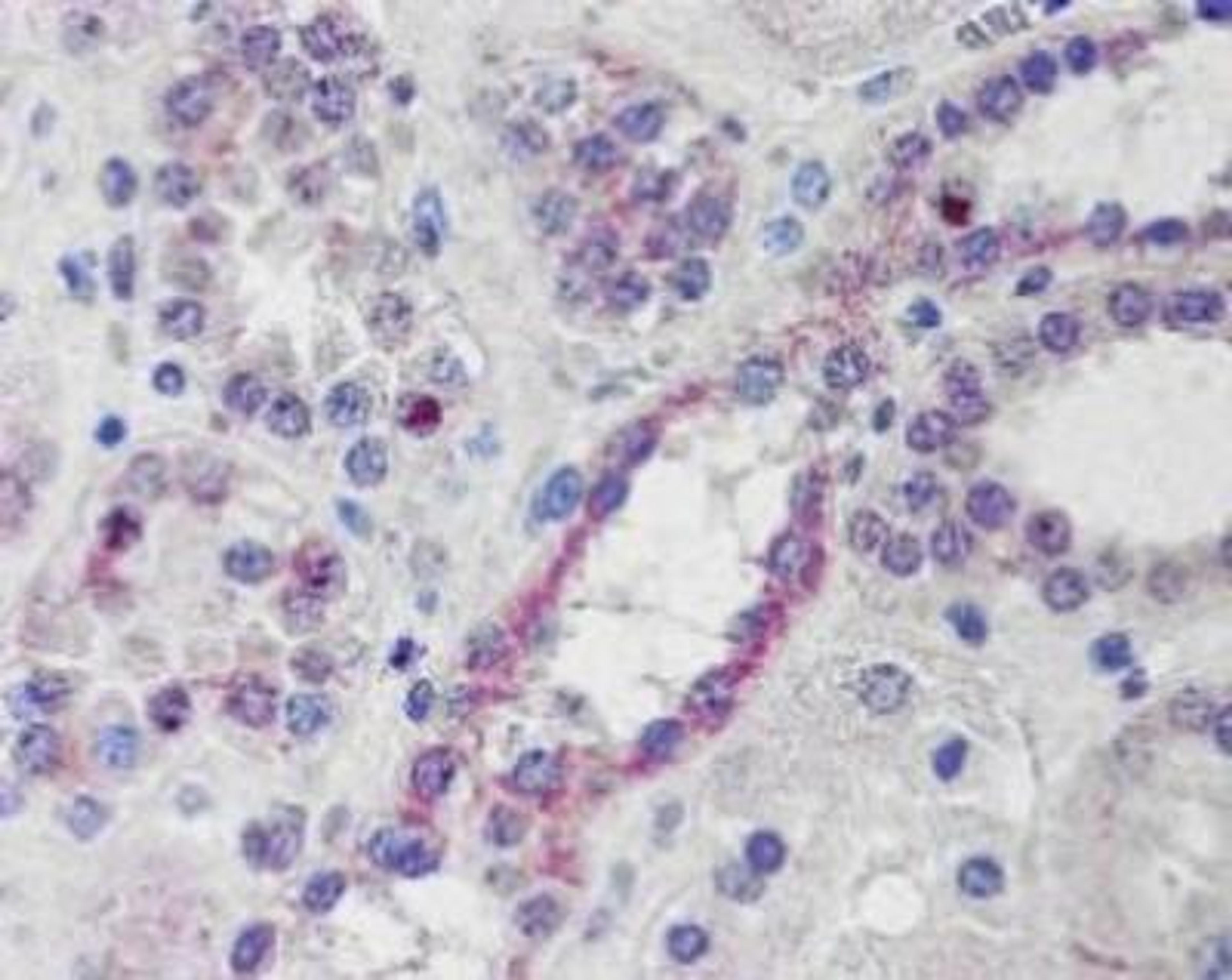 Immunohistochemistry-Paraffin: NOXO1 Antibody [NB300-950] - IHC analysis of NOXO1 in formalin-fixed, paraffin-embedded human kidneyusing this antibody at 10 ug/ml.  Steamed antigen retrieval with citrate buffer pH 6, AP-staining.