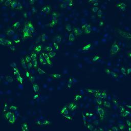 Zika Virus Envelope (E) Protein, ED3 Domain Antibody