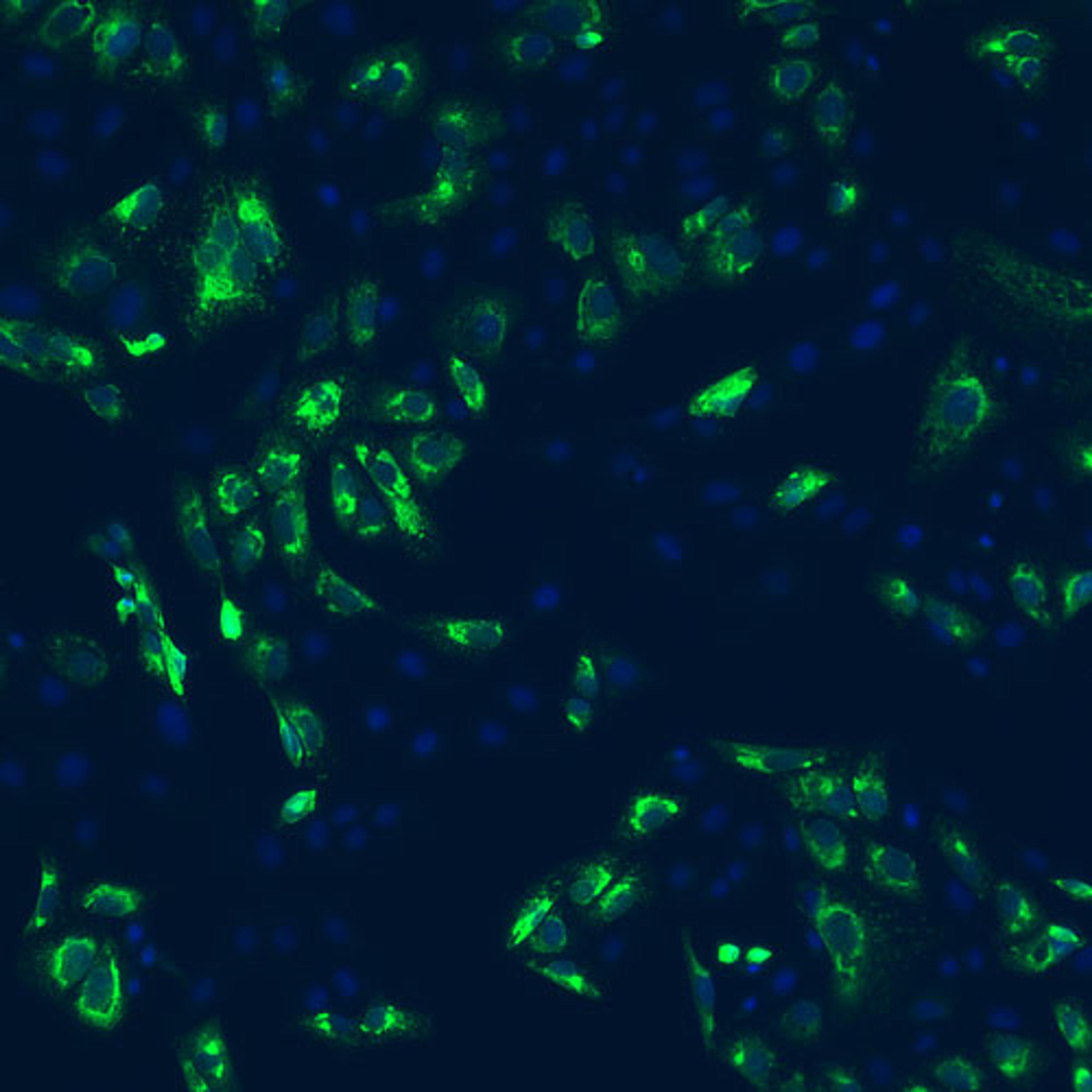 Zika Virus Envelope (E) Protein, ED3 Domain Antibody