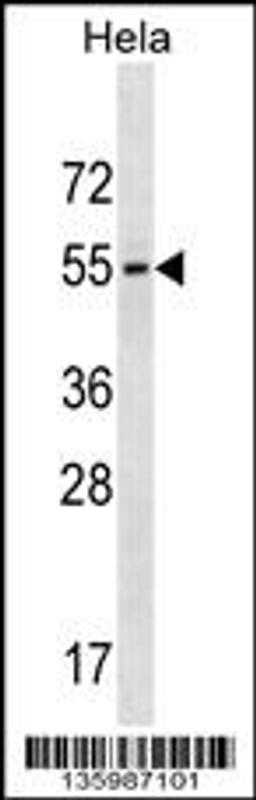 Western blot analysis in Hela cell line lysates (35ug/lane).