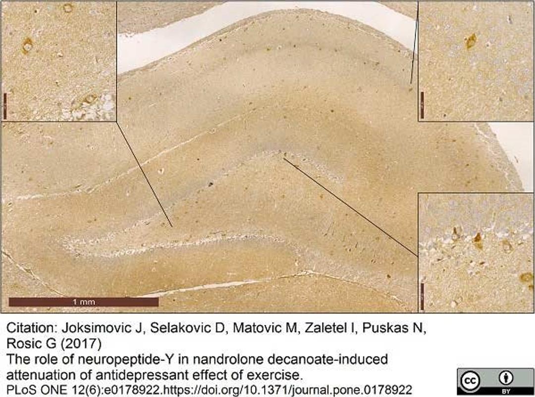 Goat anti Porcine Neuropeptide Y used for the demonstration of NPY expressing interneurons