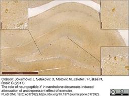 Goat anti Porcine Neuropeptide Y used for the demonstration of NPY expressing interneurons