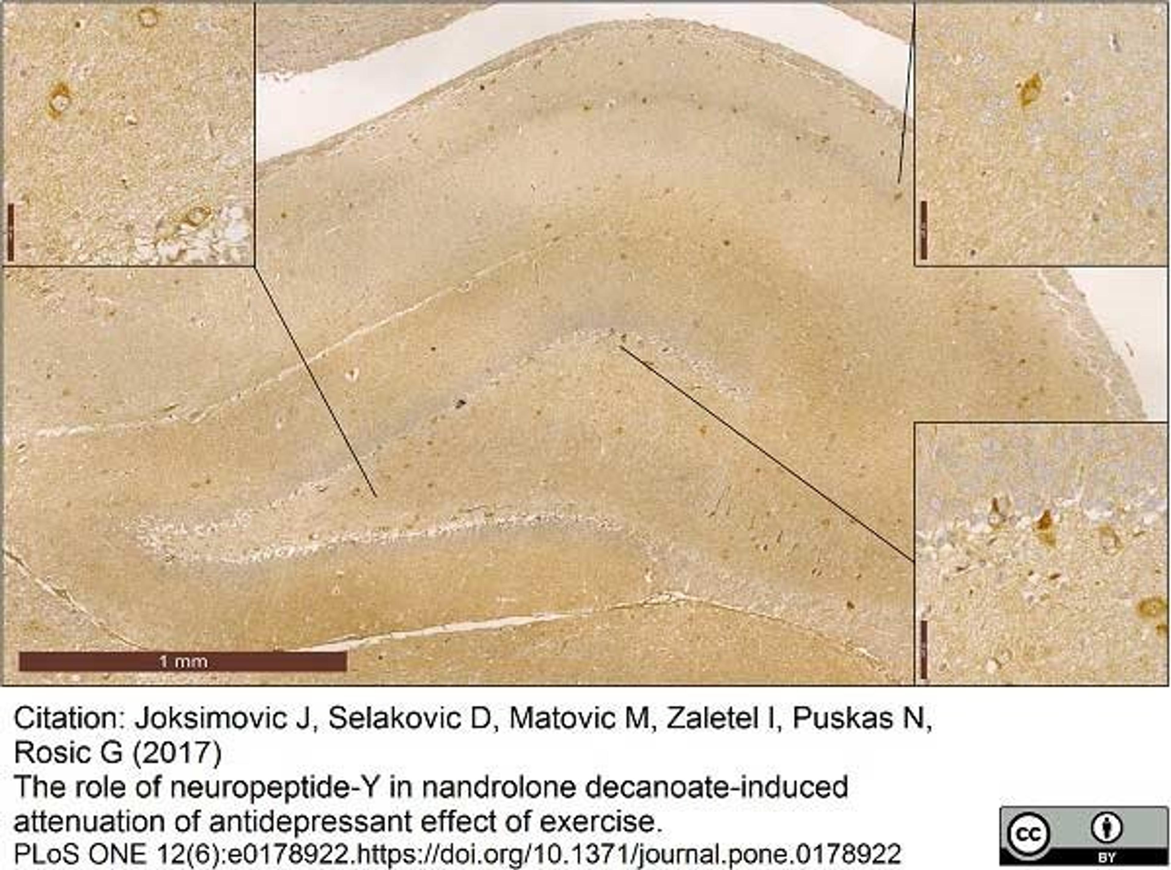 Goat anti Porcine Neuropeptide Y used for the demonstration of NPY expressing interneurons