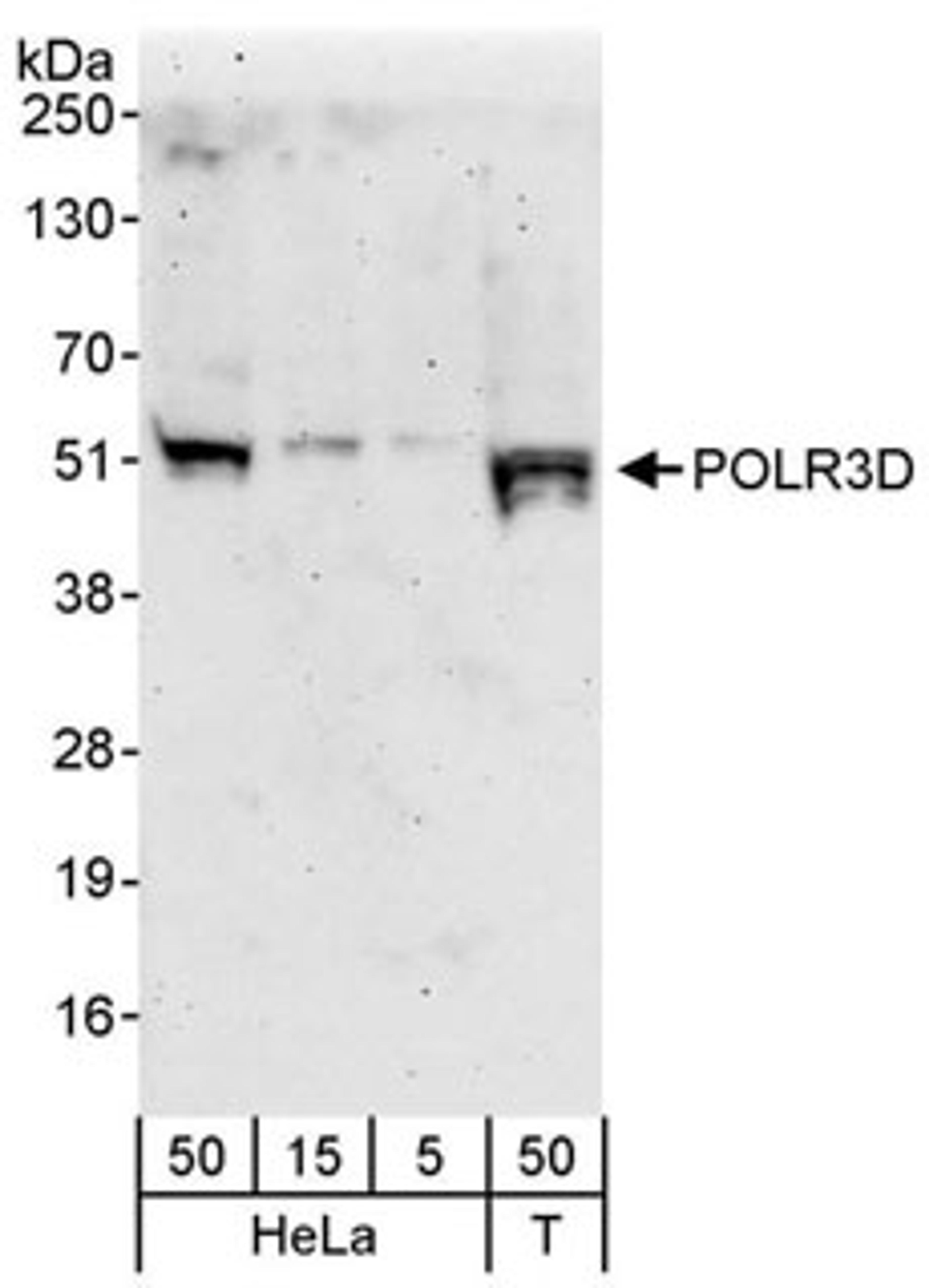 Detection of human POLR3D by western blot.