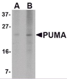 Western blot analysis of PUMA expression in K562 cell lysate with PUMA antibody at (A) 2.5 and (B) 5 &#956;g/mL.