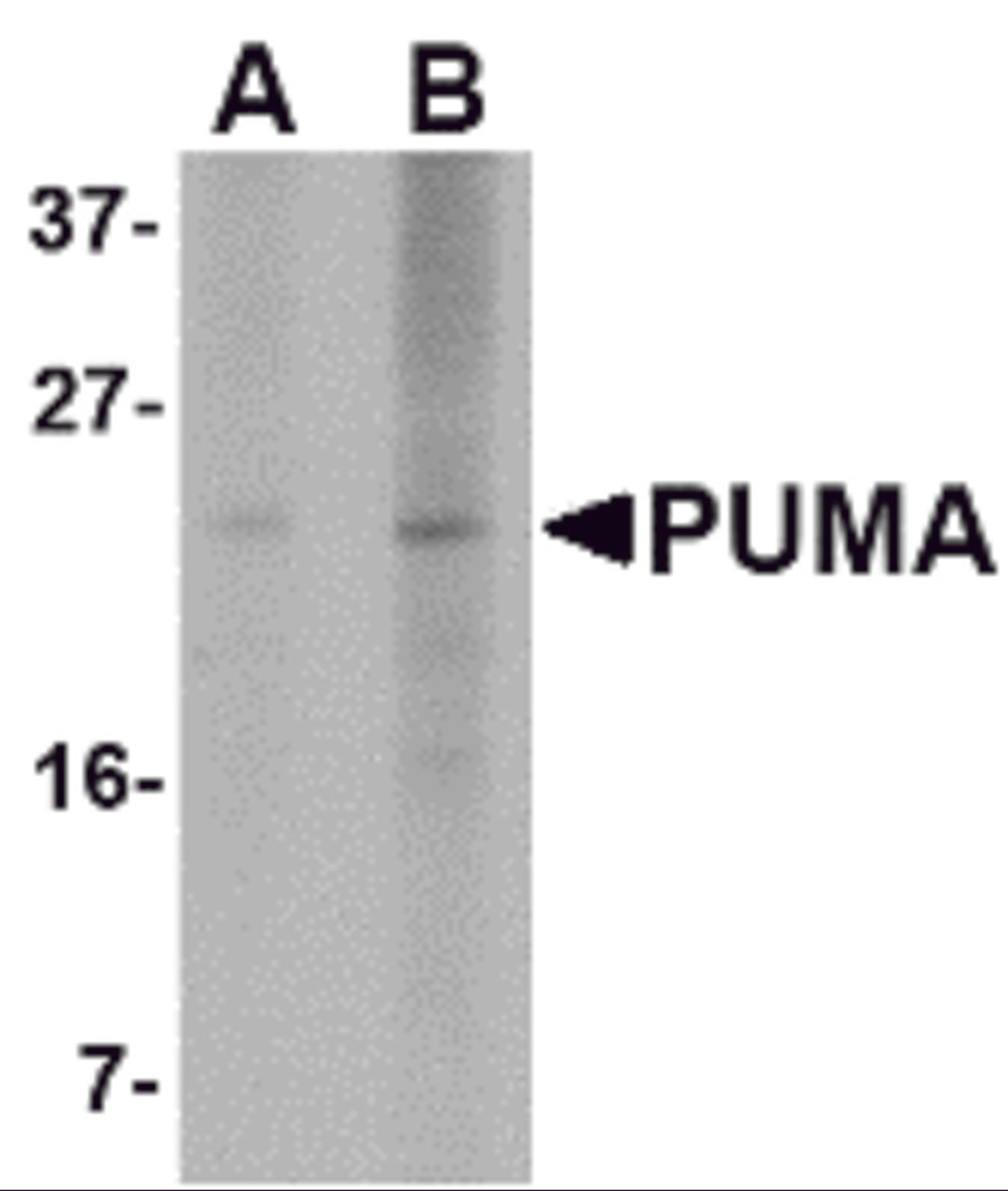 Western blot analysis of PUMA expression in K562 cell lysate with PUMA antibody at (A) 2.5 and (B) 5 &#956;g/mL.