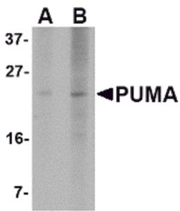 Western blot analysis of PUMA expression in K562 cell lysate with PUMA antibody at (A) 2.5 and (B) 5 μg/mL.