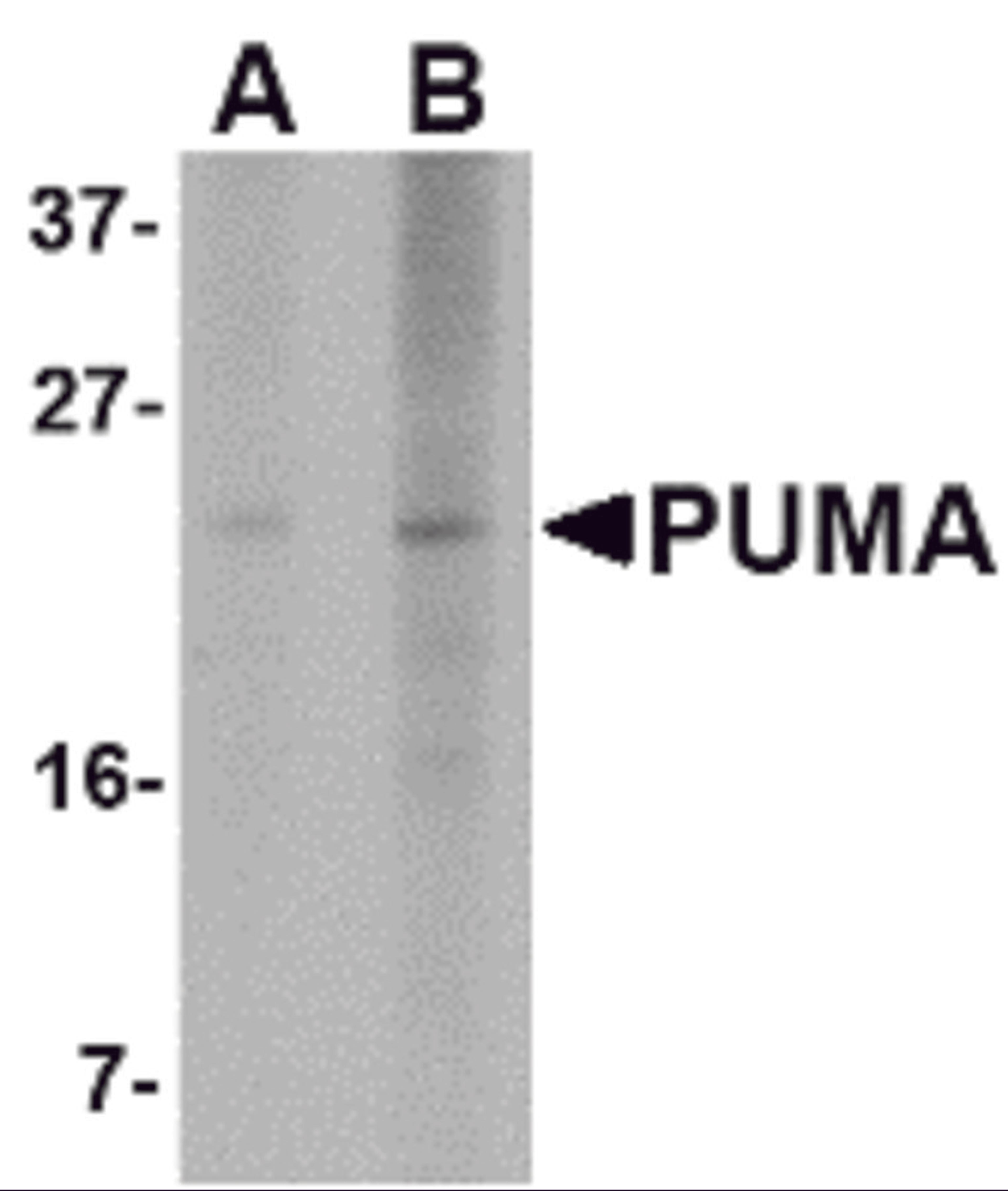 Western blot analysis of PUMA expression in K562 cell lysate with PUMA antibody at (A) 2.5 and (B) 5 μg/mL.