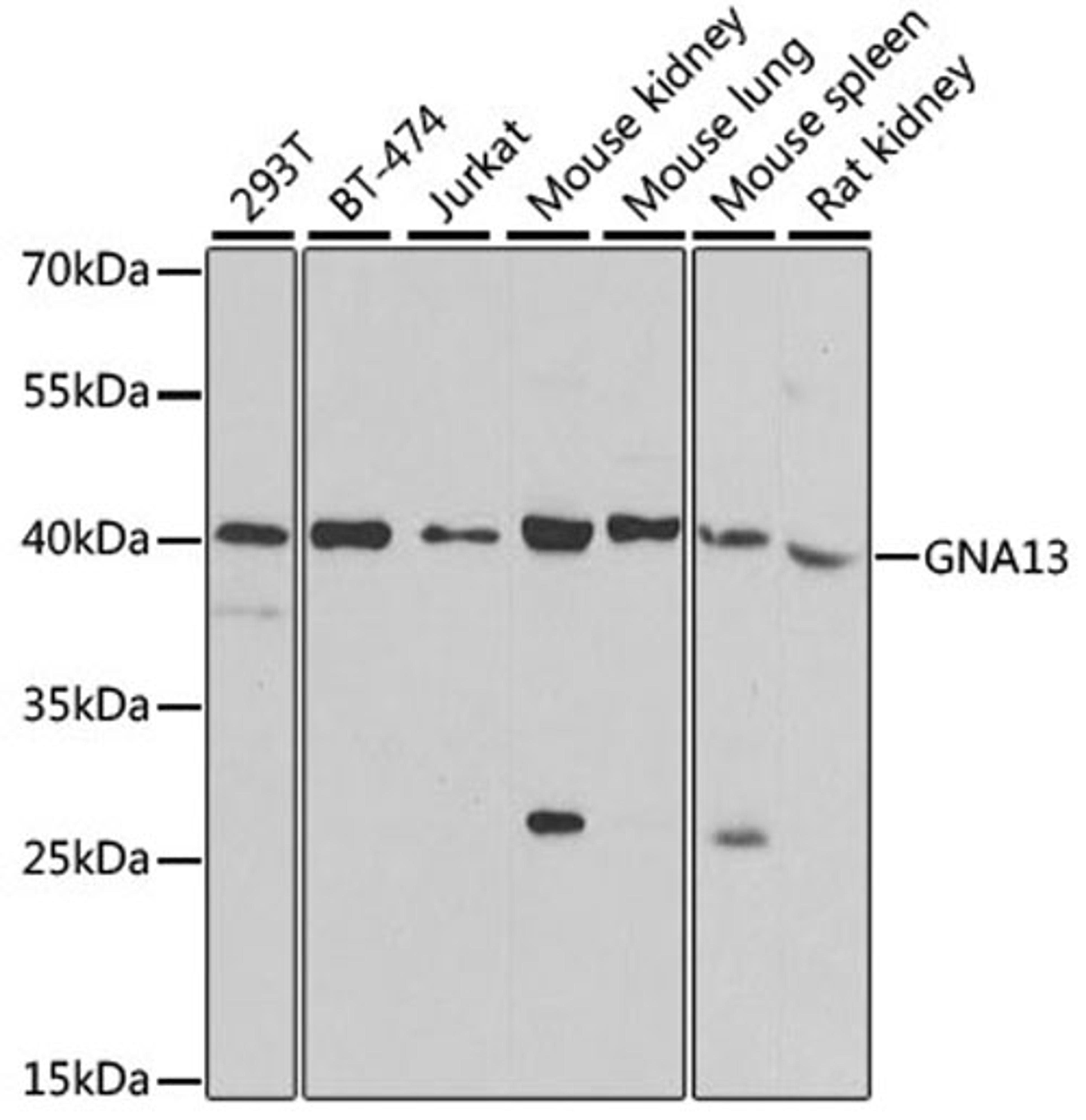 Western blot - GNA13 antibody (A5746)