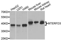 Western blot analysis of extracts of various cells using MTERFD3 antibody