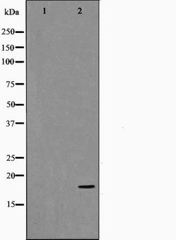 Western blot analysis of HuvEc cell lysate using p53 I11 antibody