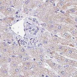 Immunohistochemistry: EIF1AD Antibody [NBP2-31591] - liver