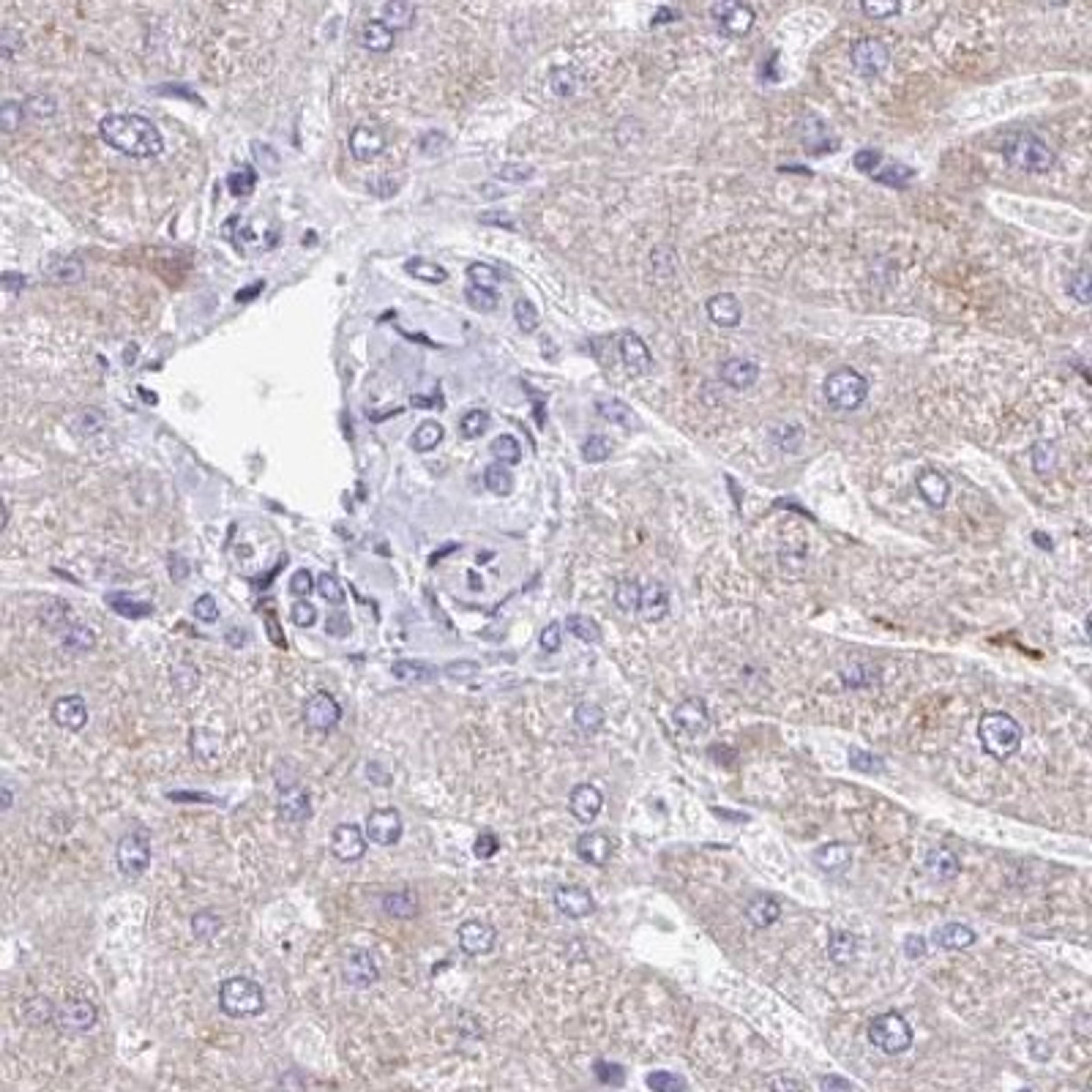 Immunohistochemistry: EIF1AD Antibody [NBP2-31591] - liver