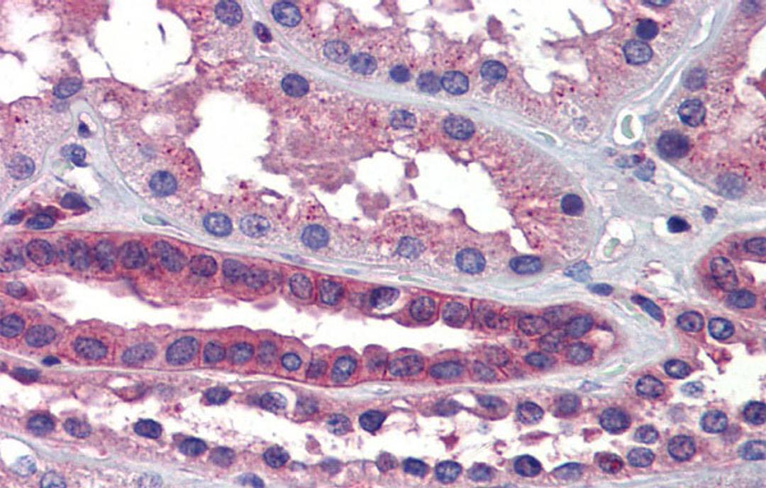 Antibody used in IHC on Human kidney at 5.0 ug/ml.