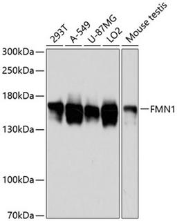 Western blot - FMN1 antibody (A13143)