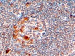 46-610 (4ug/ml) staining of paraffin embedded Human Lymph Node. Steamed antigen retrieval with citrate buffer pH 6, HRP-staining.