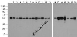 Western blot analysis of Alpha-tubulin in multiple cell and tissue lysates with Biotin-Alpha-tubulin antibody at 1 μg/ml. Lanes 1-20: 293, A431, A549, Daudi, HeLa, HepG2, Jurkat, K562, MOLT, 3T3, Raji, THP-1, U937, human brain, mouse brain, rat brain
