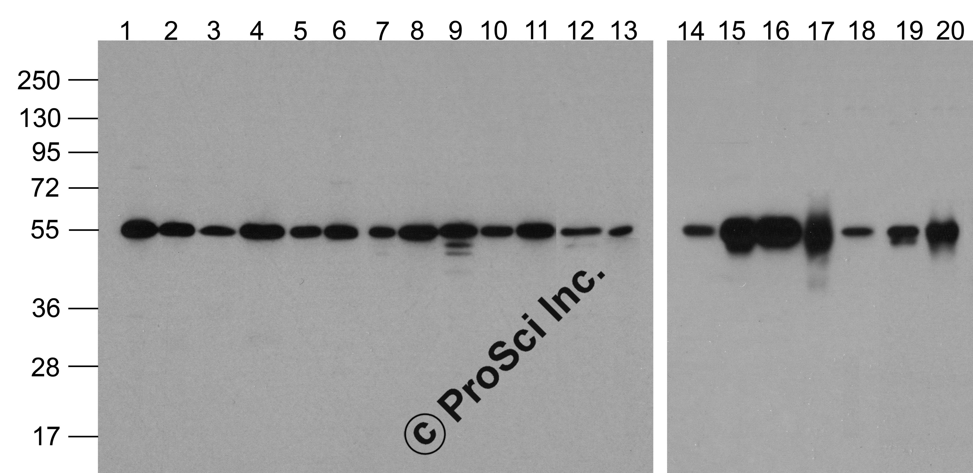 Western blot analysis of Alpha-tubulin in multiple cell and tissue lysates with Biotin-Alpha-tubulin antibody at 1 μg/ml. Lanes 1-20: 293, A431, A549, Daudi, HeLa, HepG2, Jurkat, K562, MOLT, 3T3, Raji, THP-1, U937, human brain, mouse brain, rat brain