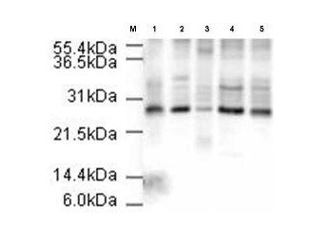 Western blot analysis of various cell extracts using APC10 antibody