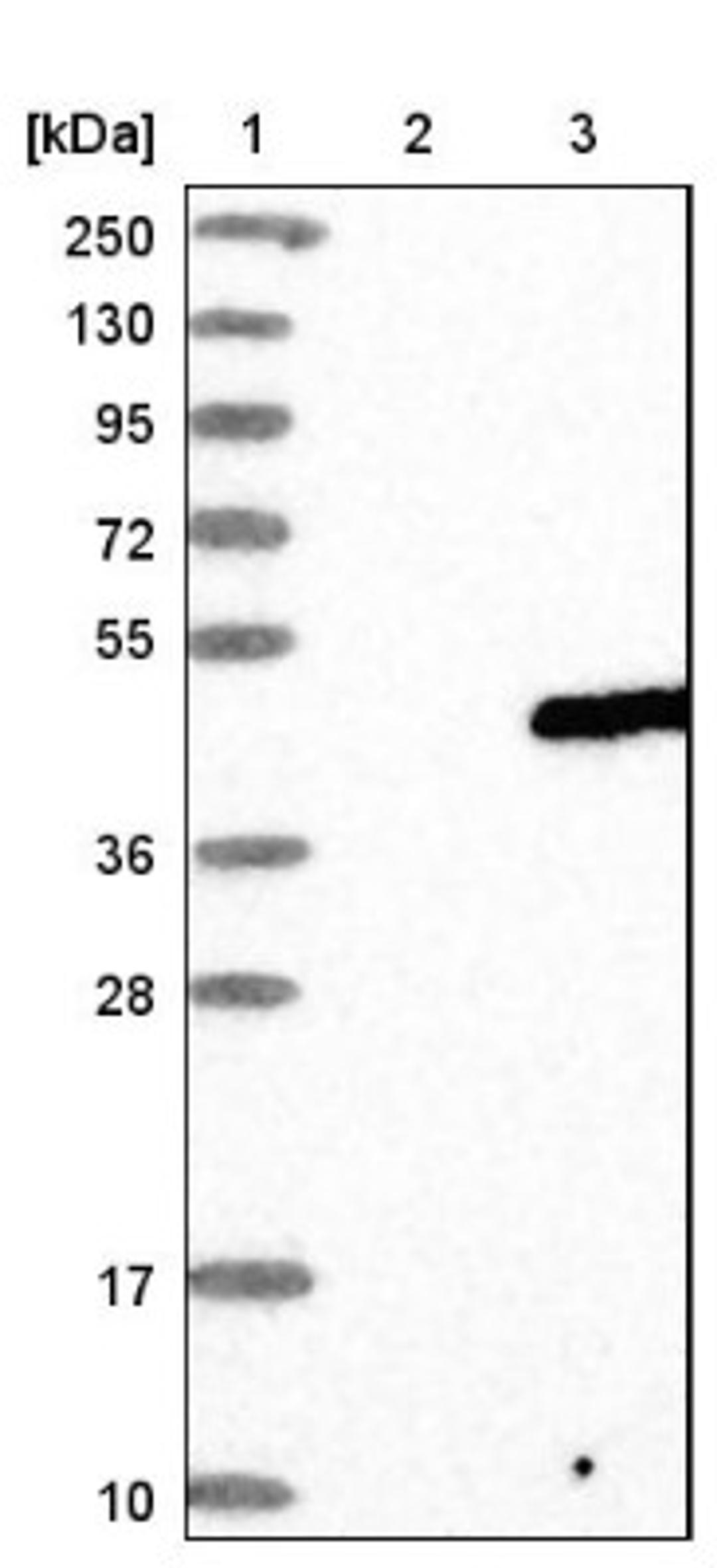 Western Blot: YIPF3 Antibody [NBP1-86765] - Lane 1: Marker [kDa] 250, 130, 95, 72, 55, 36, 28, 17, 10<br/>Lane 2: Negative control (vector only transfected HEK293T lysate)<br/>Lane 3: Over-expression lysate (Co-expressed with a C-terminal myc-DDK tag (~3.1 kDa) in mammalian HEK293T cells, LY414553)