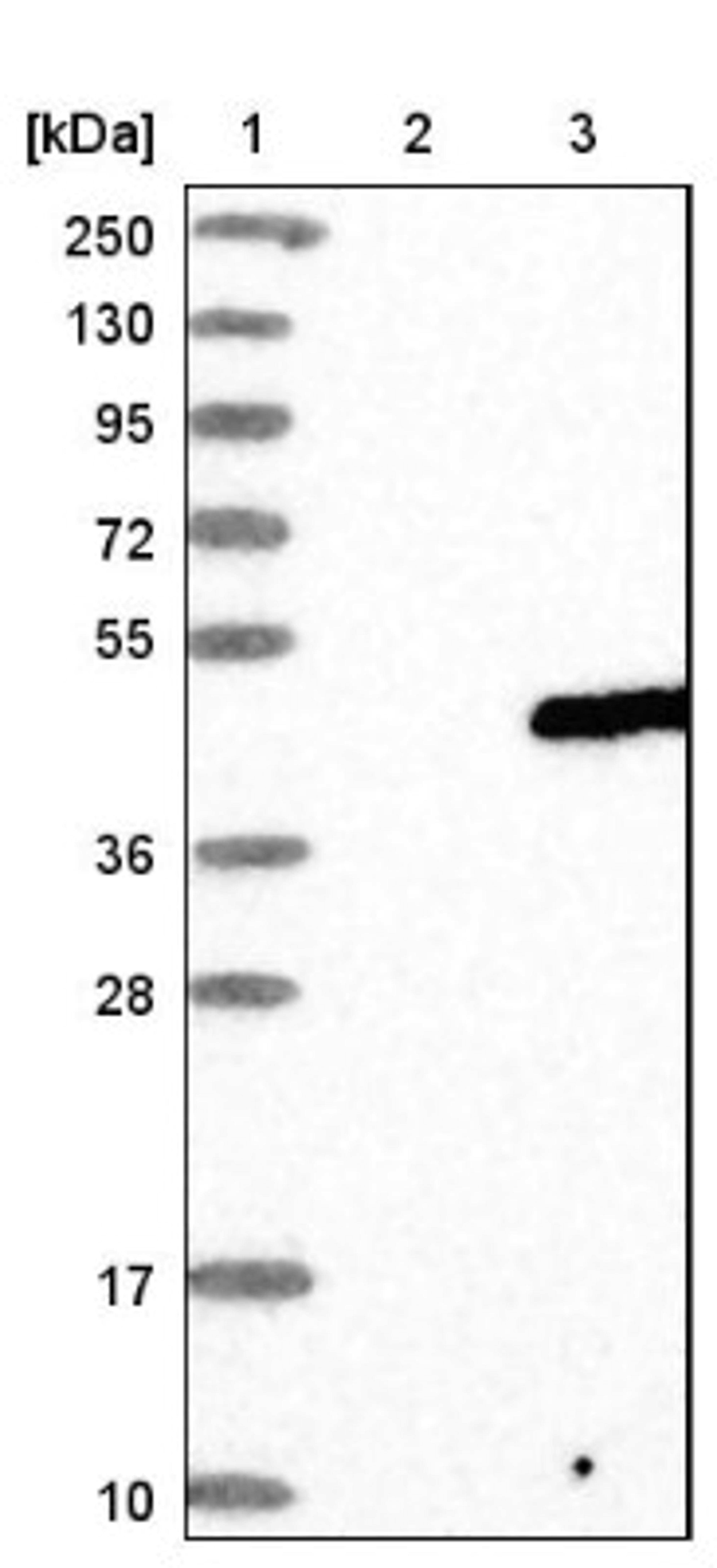 Western Blot: YIPF3 Antibody [NBP1-86765] - Lane 1: Marker [kDa] 250, 130, 95, 72, 55, 36, 28, 17, 10<br/>Lane 2: Negative control (vector only transfected HEK293T lysate)<br/>Lane 3: Over-expression lysate (Co-expressed with a C-terminal myc-DDK tag (~3.1 kDa) in mammalian HEK293T cells, LY414553)