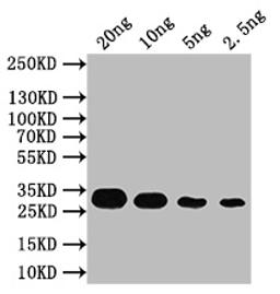 Western Blot. Positive WB detected in: recombinant protein. All lanes: CCD7 Antibody at 1:1000. Secondary. Goat polyclonal to rabbit IgG at 1/50000 dilution. Predicted band size: 31 kDa. Observed band size: 31 kDa.