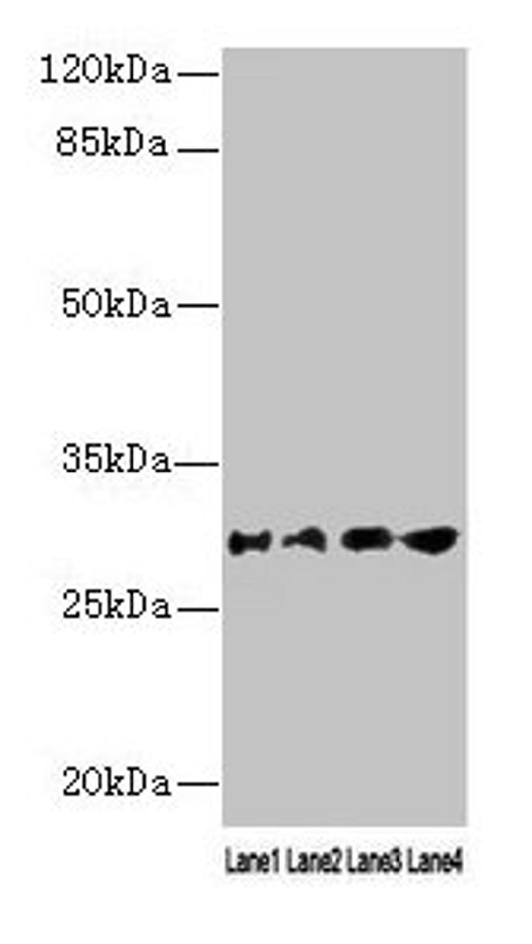 Western blot. All lanes: AQP1 antibody at 16µg/ml. Lane 1: Rat heart tissue. Lane 2: Mouse skeletal muscle tissue. Lane 3: A549 whole cell lysate. Lane 4: 293T whole cell lysate. Secondary. Goat polyclonal to rabbit IgG at 1/10000 dilution. Predicted band size: 29, 20, 24, 17 kDa. Observed band size: 29 kDa