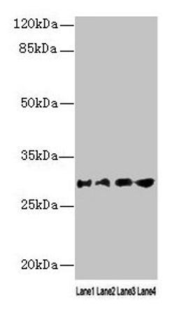 Western blot. All lanes: AQP1 antibody at 16µg/ml. Lane 1: Rat heart tissue. Lane 2: Mouse skeletal muscle tissue. Lane 3: A549 whole cell lysate. Lane 4: 293T whole cell lysate. Secondary. Goat polyclonal to rabbit IgG at 1/10000 dilution. Predicted band size: 29, 20, 24, 17 kDa. Observed band size: 29 kDa