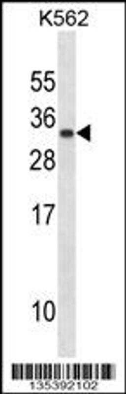 Western blot analysis in K562 cell line lysates (35ug/lane).