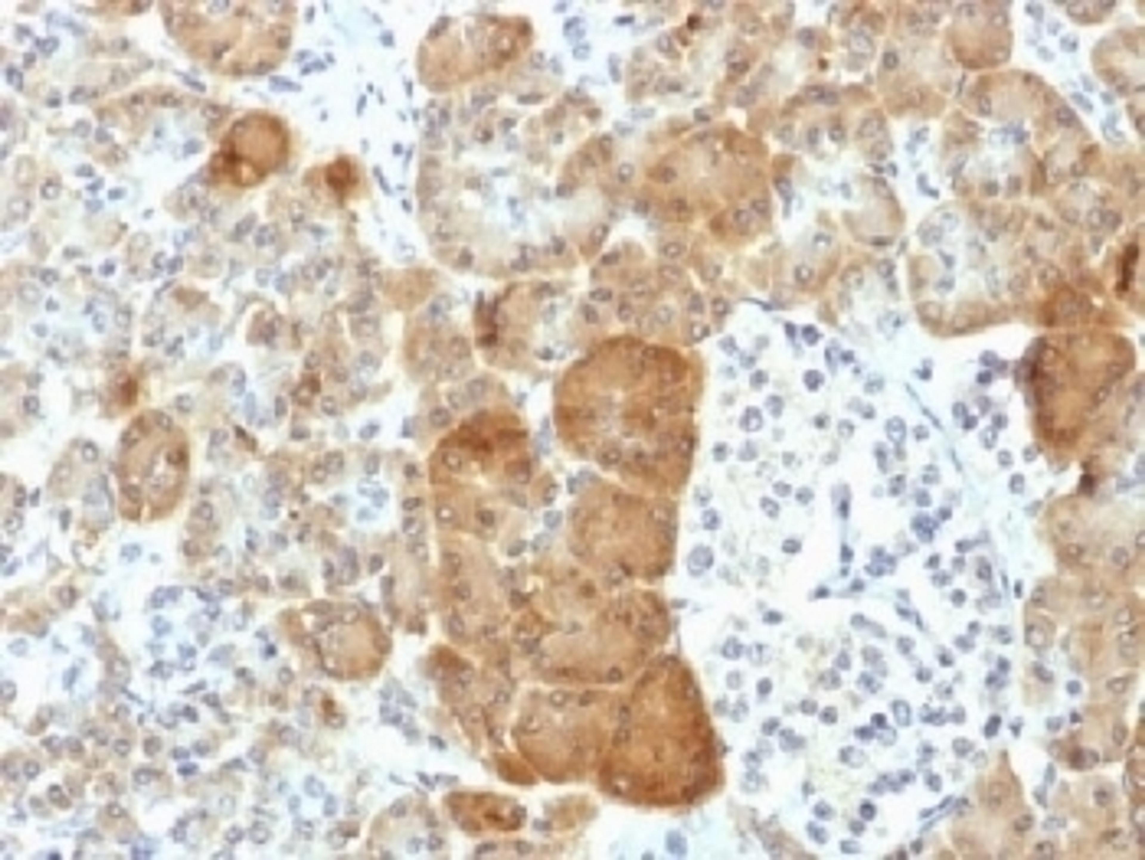 IHC testing of FFPE human pancreas with VLDL Receptor antibody (clone VLDLR/1337). HIER: boil tissue sections in 10mM Tris with 1mM EDTA, pH 9 for 10-20 min followed by cooling at RT for 20 min.