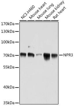 Western blot - NPR3 antibody (A16932)