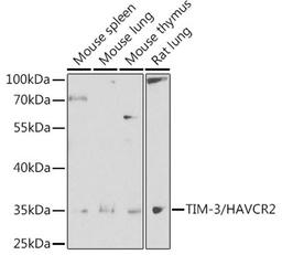 Western blot - TIM-3/HAVCR2 antibody (A13445)