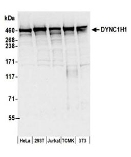 Detection of human and mouse DYNC1H1 by western blot.