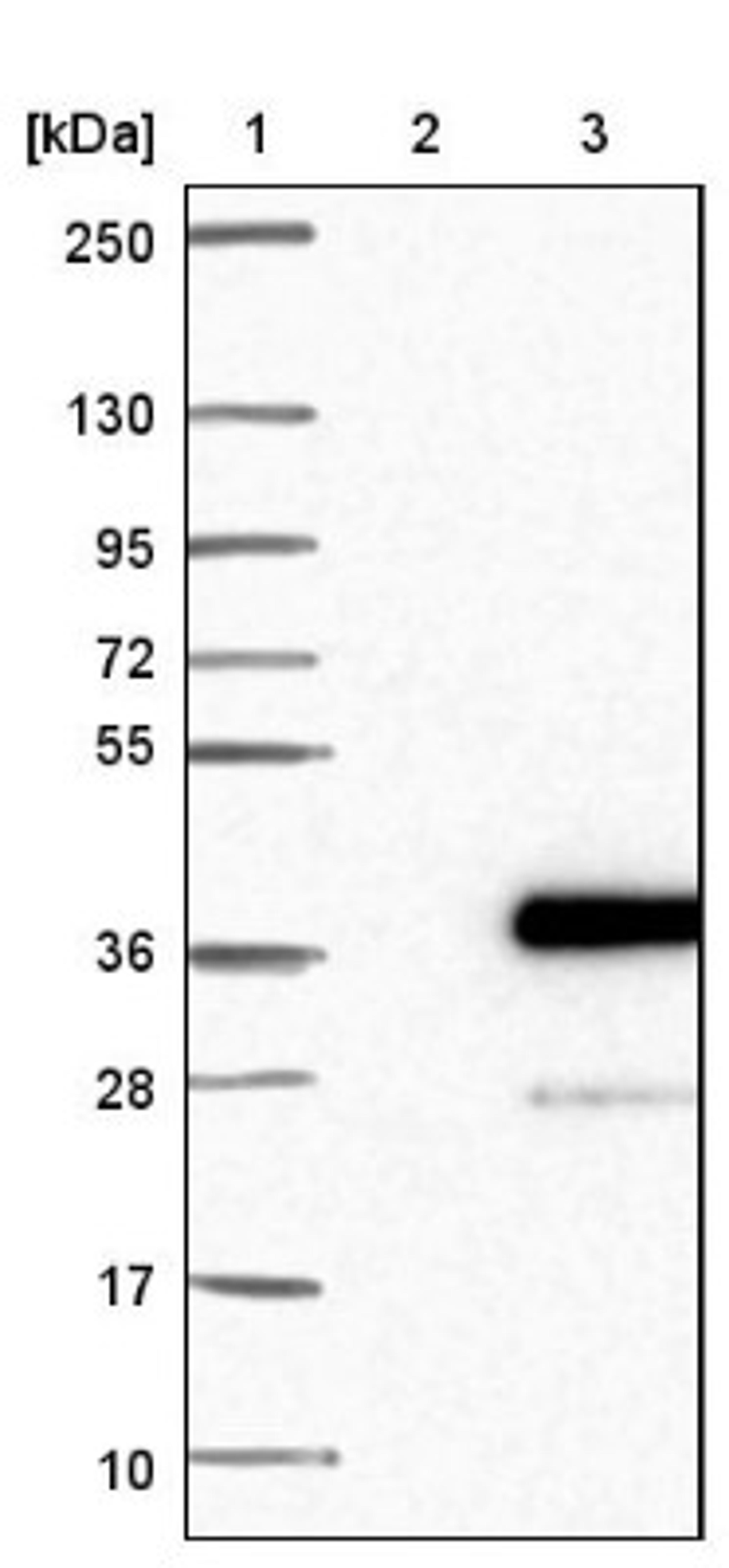 Western Blot: SLC39A3 Antibody [NBP1-86829] - Lane 1: Marker [kDa] 250, 130, 95, 72, 55, 36, 28, 17, 10<br/>Lane 2: Negative control (vector only transfected HEK293T lysate)<br/>Lane 3: Over-expression lysate (Co-expressed with a C-terminal myc-DDK tag (~3.1 kDa) in mammalian HEK293T cells, LY408274)