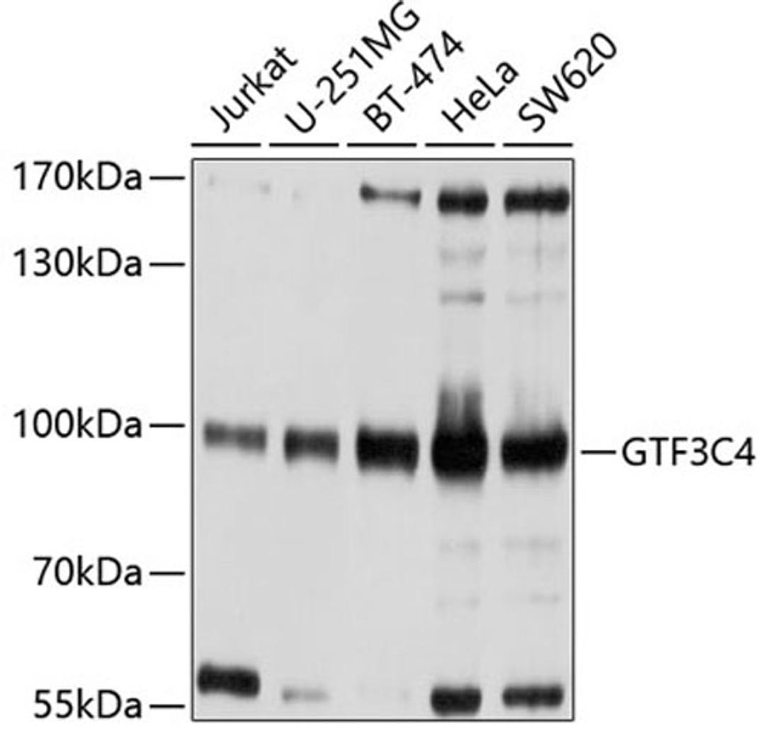 Western blot - GTF3C4 antibody (A9287)