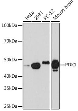 Western blot - PDK1 Rabbit mAb (A8930)