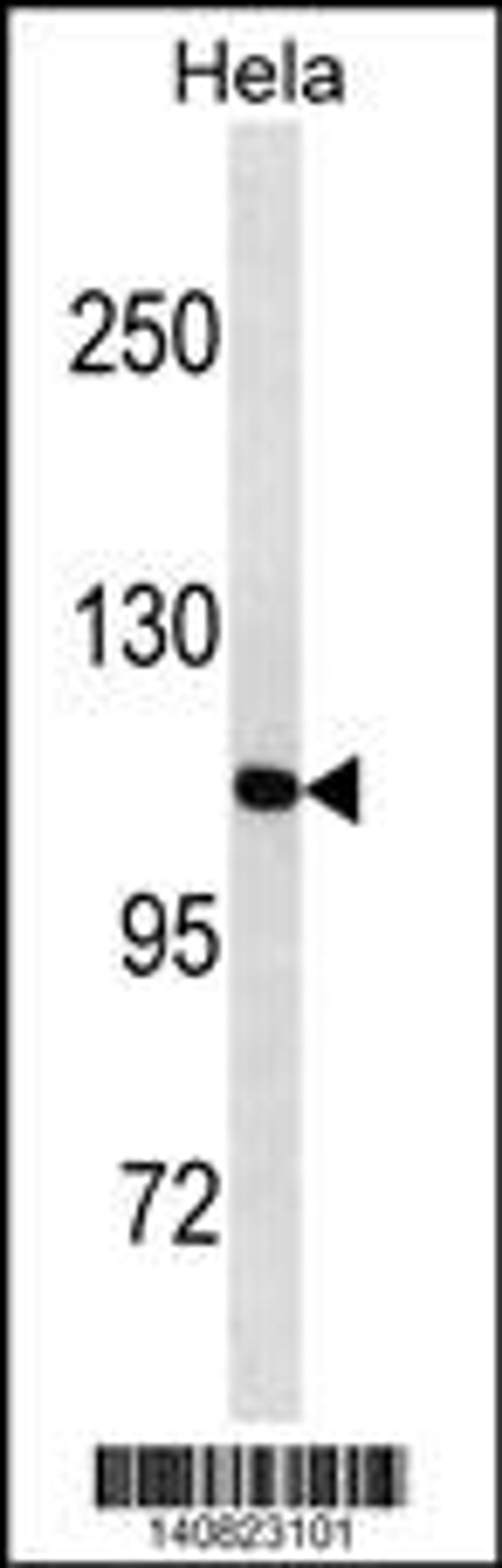 Western blot analysis in Hela cell line lysates (35ug/lane).