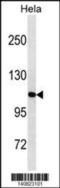 Western blot analysis in Hela cell line lysates (35ug/lane).