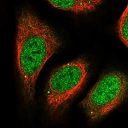 Immunocytochemistry/Immunofluorescence: DCAF11 Antibody [NBP1-83364] - Staining of human cell line U-2 OS shows positivity in nucleus but not nucleoli & cytoplasm.