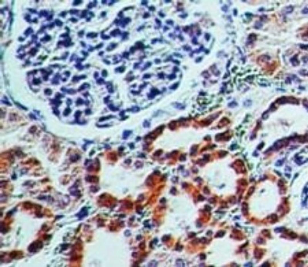 Immunohistochemistry-Paraffin: CD161 Antibody (14F1F11) [NBP2-14845] - Analysis of CD161 in human kidney using CD161 antibody at 5 ug/ml.