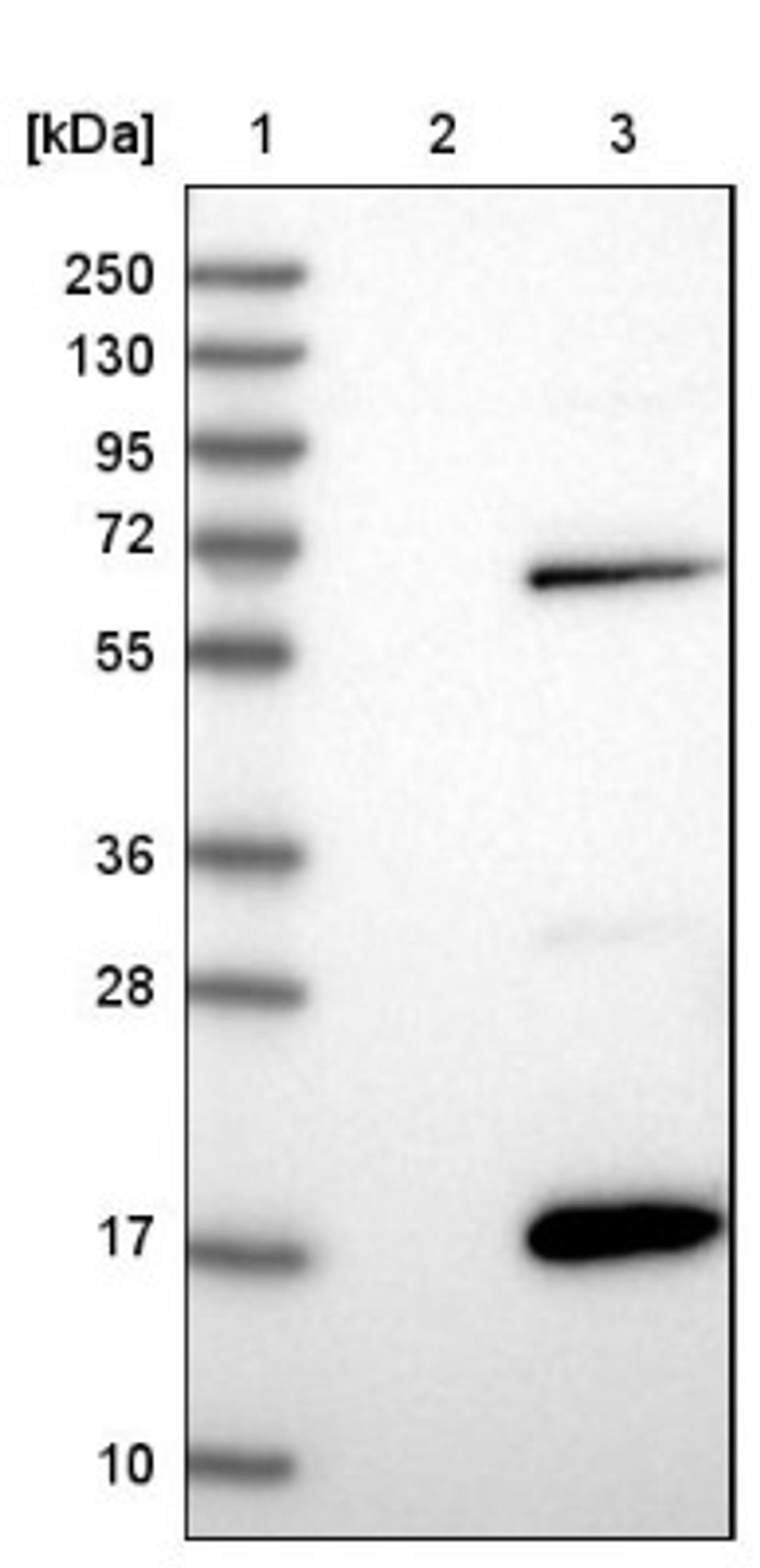 Western Blot: MOBP Antibody [NBP1-89430] - Lane 1: Marker [kDa] 250, 130, 95, 72, 55, 36, 28, 17, 10<br/>Lane 2: Negative control (vector only transfected HEK293T lysate)<br/>Lane 3: Over-expression lysate (Co-expressed with a C-terminal myc-DDK tag (~3.1 kDa) in mammalian HEK293T cells, LY405317)