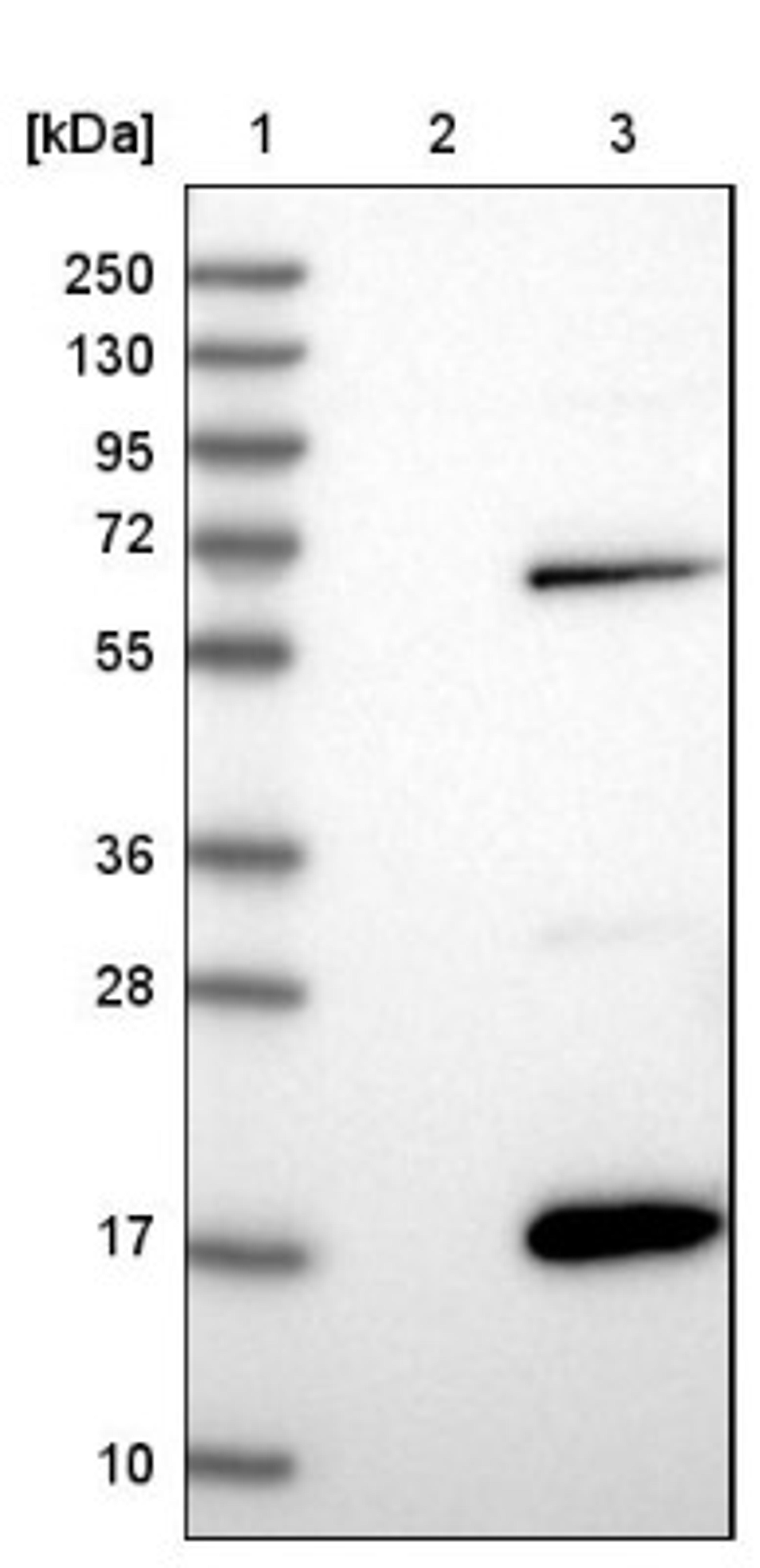 Western Blot: MOBP Antibody [NBP1-89430] - Lane 1: Marker [kDa] 250, 130, 95, 72, 55, 36, 28, 17, 10<br/>Lane 2: Negative control (vector only transfected HEK293T lysate)<br/>Lane 3: Over-expression lysate (Co-expressed with a C-terminal myc-DDK tag (~3.1 kDa) in mammalian HEK293T cells, LY405317)